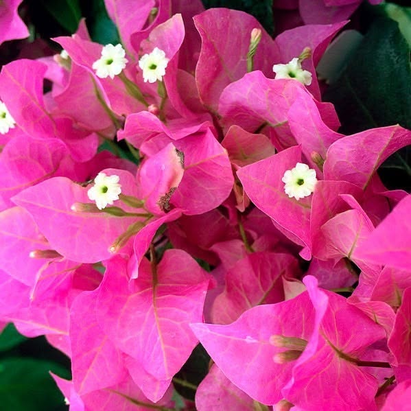 Pink floral close-up